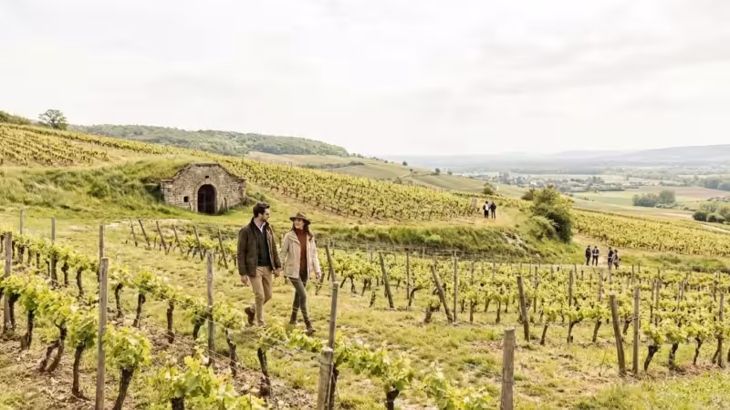 Wine Tourism: Exploring Vineyards and Cellars Around the Globe - guide